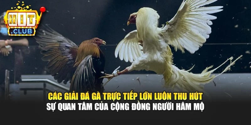 Các giải đá gà trực tiếp lớn luôn thu hút sự quan tâm của cộng đồng người hâm mộ