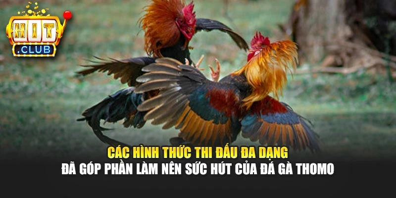 Các hình thức thi đấu đa dạng đã góp phần làm nên sức hút của đá gà Thomo
