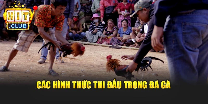 Các hình thức thi đấu trong đá gà