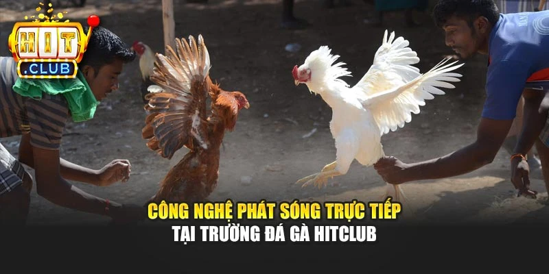Công nghệ phát sóng trực tiếp tại trường đá gà Hitclub
