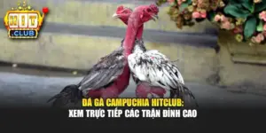 Đá Gà Campuchia Hitclub: Xem Trực Tiếp Các Trận Đỉnh Cao