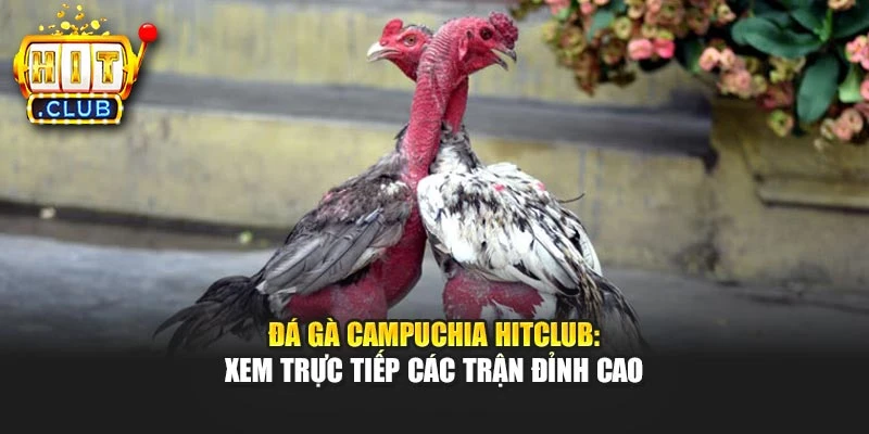 Đá Gà Campuchia Hitclub: Xem Trực Tiếp Các Trận Đỉnh Cao