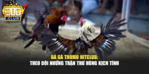 Đá Gà Thomo Hitclub: Theo Dõi Những Trận Thư Hùng Kịch Tính