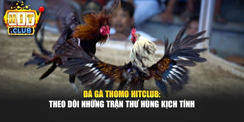Đá Gà Thomo Hitclub: Theo Dõi Những Trận Thư Hùng Kịch Tính