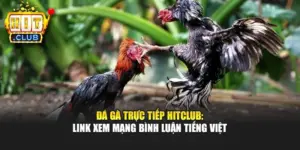 Đá Gà Trực Tiếp Hitclub: Link Xem Mạng Bình Luận Tiếng Việt