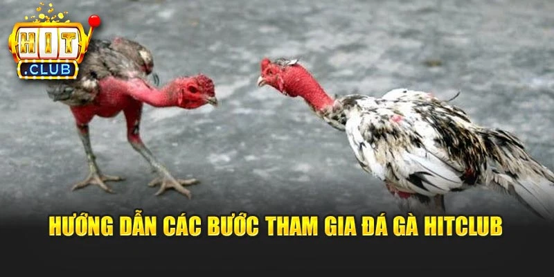 Hướng dẫn các bước tham gia đá gà Hitclub
