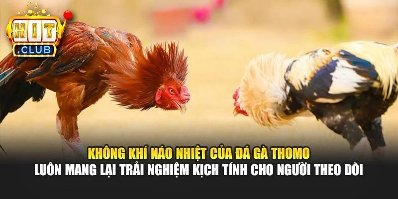 Không khí náo nhiệt của đá gà Thomo luôn mang lại trải nghiệm kịch tính cho người theo dõi