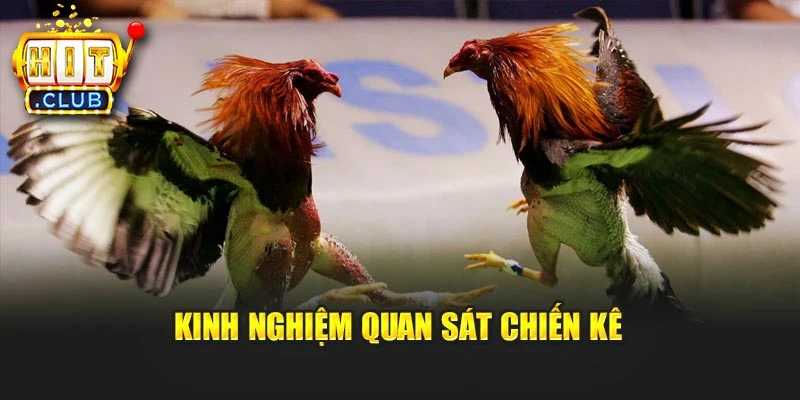 Kinh nghiệm quan sát chiến kê