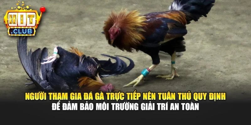 Người tham gia đá gà trực tiếp nên tuân thủ quy định để đảm bảo môi trường giải trí an toàn