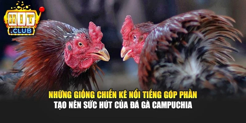 Những giống chiến kê nổi tiếng góp phần tạo nên sức hút của đá gà Campuchia