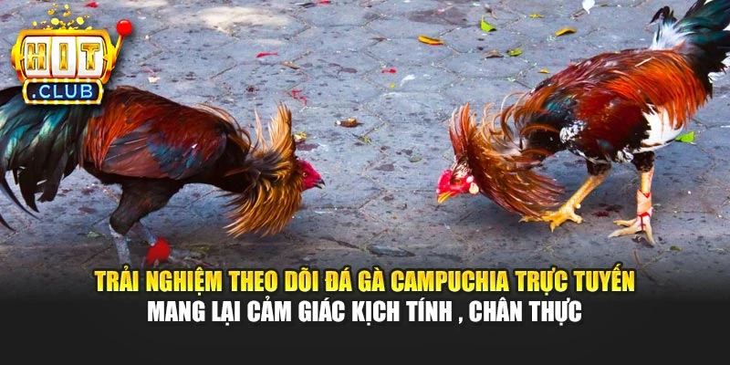 Trải nghiệm theo dõi đá gà Campuchia trực tuyến mang lại cảm giác kịch tính, chân thực