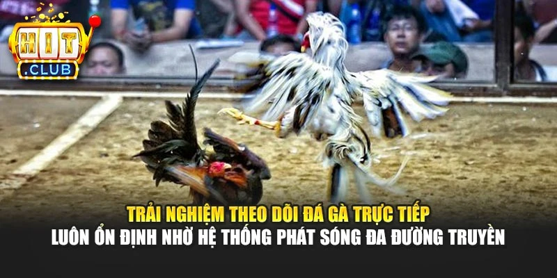 Trải nghiệm theo dõi đá gà trực tiếp luôn ổn định nhờ hệ thống phát sóng đa đường truyền